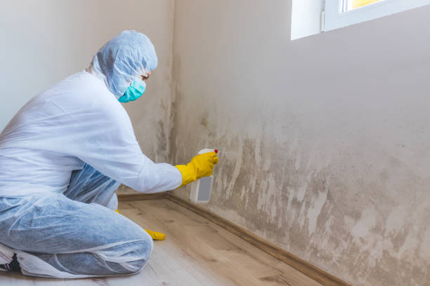 Licensed Attic Mold Removal service in Princeton, NJ - WQB Mold Removal