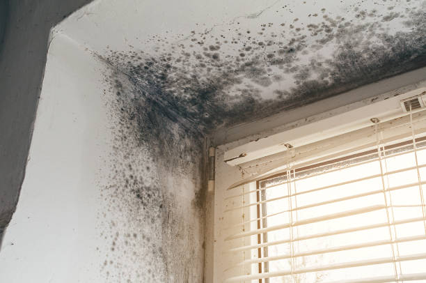 Affordable Attic Mold Removal solutions in Princeton, NJ