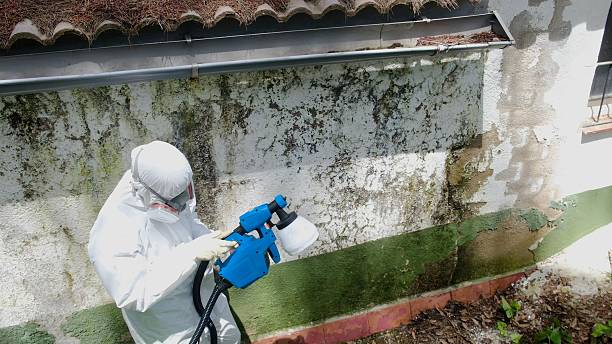 Top rated local Attic Mold Removal specialists in Princeton, NJ